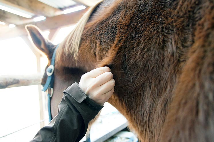 Zu wenig getrunken? Glättet sich die Hautfalte nicht sofort nach dem Loslassen wieder, ist Handeln angesagt – das Pferd hat dann zu wenig Flüssigkeit in sich.
